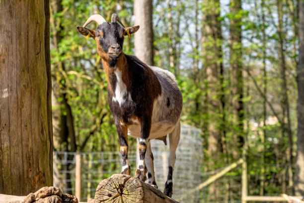 istock Domestic Goat, Capra aegagrus hircus in a park 1156395201