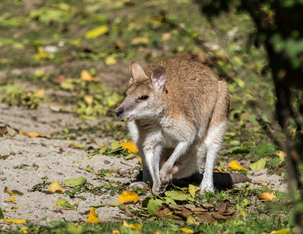 istock The agile wallaby, Macropus agilis also known as the sandy wallaby 1156395775