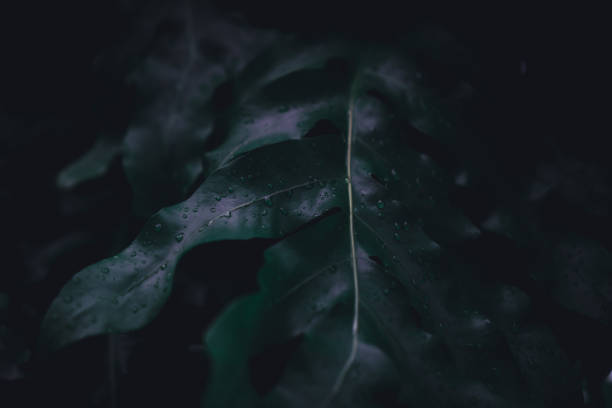 Selective focus closed up tropical summer green leaf background with dark color tone