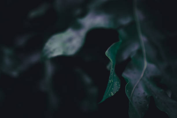 istock Selective focus closed up tropical summer green leaf background with dark color tone 1156395918