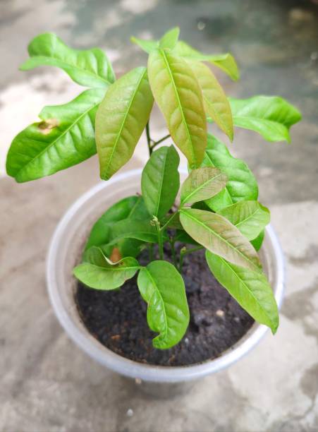 istock Sprout of rambutan is fruit plant in plastic pot. 1156396315