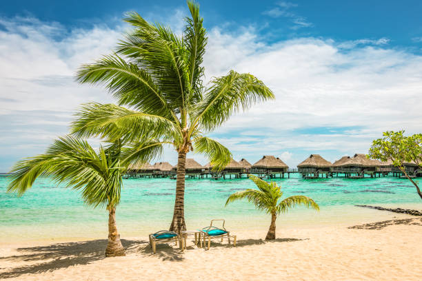 야자수와 일광욕용 침대가있는 열대 해변. - bora bora polynesia beach bungalow 뉴스 사진 이미지