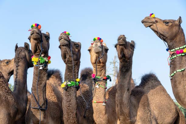 istock Camels in desert Thar during Pushkar Camel Fair, Rajasthan, India 1156397769