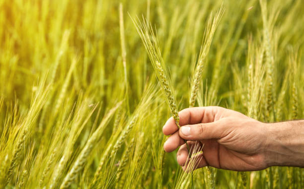 istock Beautiful view. Hand holding wheat 1156397807