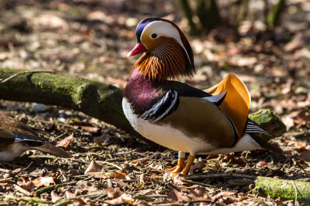 ドイツの動物園のマンダリンアヒル、エイクス・ガレクラタ - duck pond mandarin red ストックフォトと画像