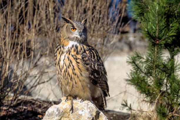 Close shot of the eyes of an eurasian eagle-owl (Bubo bubo).
