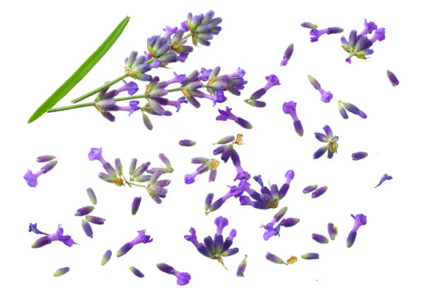 istock lavender flowers isolated on white background. top view 1156400048