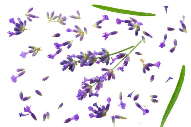 istock lavender flowers isolated on white background. top view 1156400053