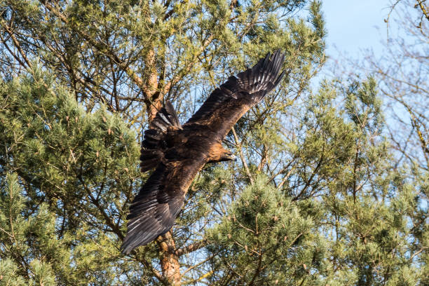 istock Golden eagle, Aquila chrysaetos sitting on a branch 1156400117
