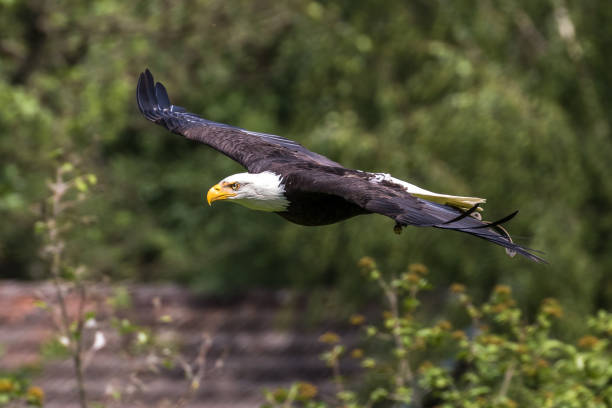 istock Flying bald eagle lat. haliaeetus leucocephalus in a park 1156400396
