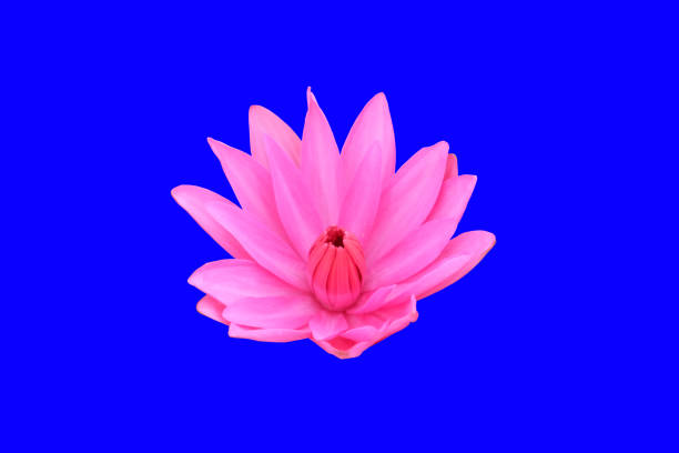 istock Pink blossoming lotus. Lotus flower. Isolated on background. 1156400534