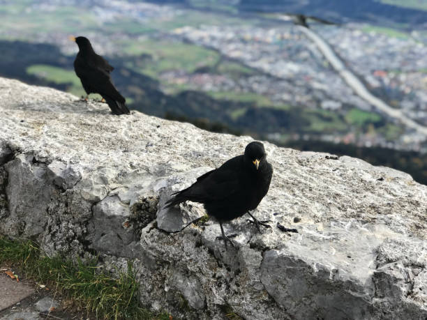 istock Crows on the top of Innsbruck, Austria. 1156400550