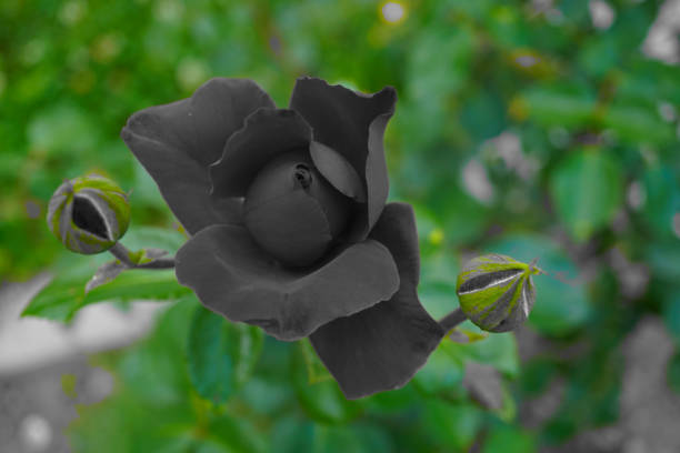 istock Rose in black background kept in color 1156400637