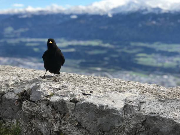 istock Crows on the top of Innsbruck, Austria. 1156401360