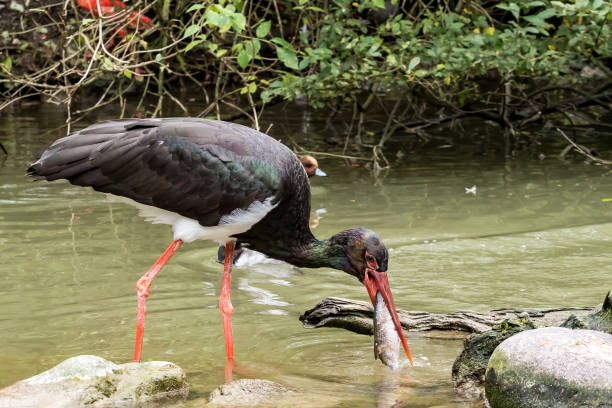 istock Black stork, Ciconia nigra catching and eating a fish 1156401576