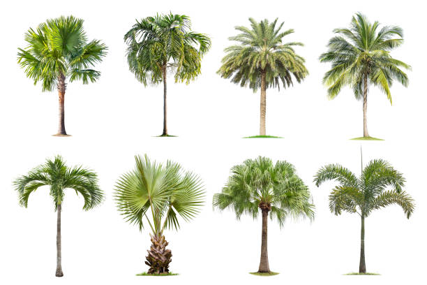 istock Coconut and palm trees Isolated tree on white background , 1156401600