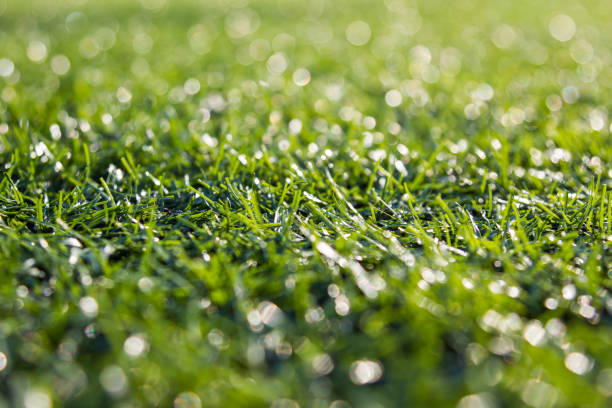 istock Close-up of  green grass with bokeh 1156401875