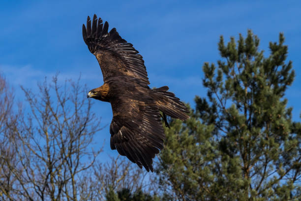 istock Golden eagle, Aquila chrysaetos sitting on a branch 1156402013