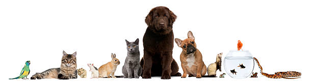 gruppo di animali domestici seduto, sfondo bianco. - color image dog snake pets foto e immagini stock