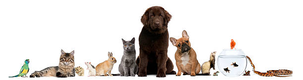 Group of pets sitting, white background.