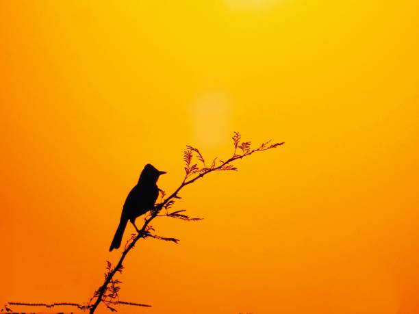 istock The nature beautiful birds 1156404492