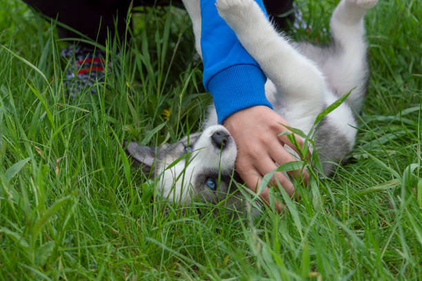 istock Child play with a puppy dog on a green lawn. 1156404607