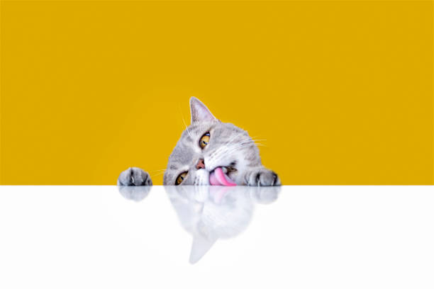 istock Big-eyed naughty obese cat licking the table 1156404641