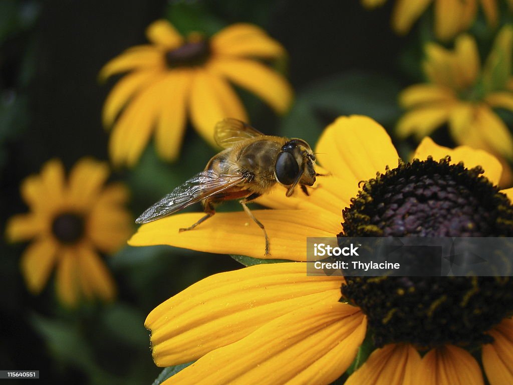 Nero e oro - Foto stock royalty-free di Ape