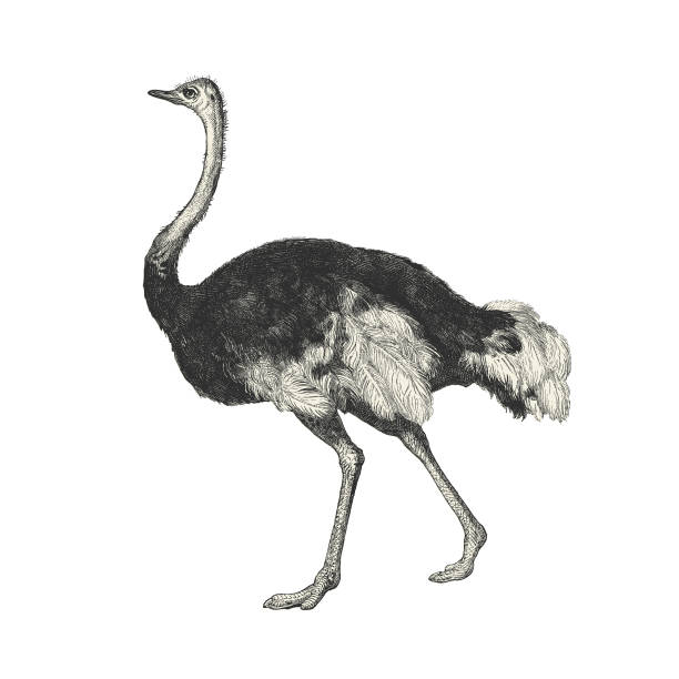 istock Ostrich Antique french animal illustration 1156405624