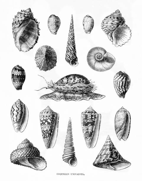 deniz kabuğu koleksiyonu antika fransız hayvan illüstrasyon - seashell illüstrasyonlar stock illustrations
