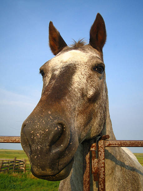 istock Abby the Horse 115640755