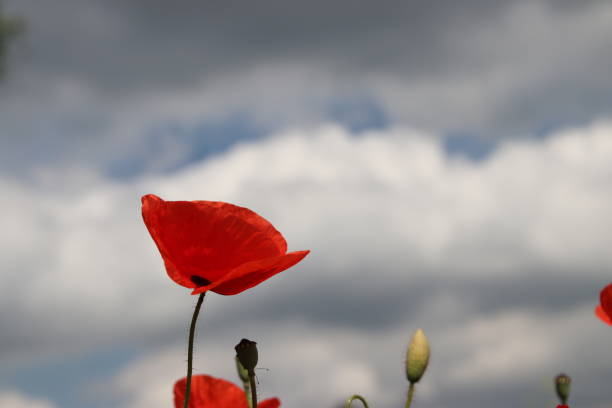 istock Red poppy flower with dark clouds in the sky as background 1156409237