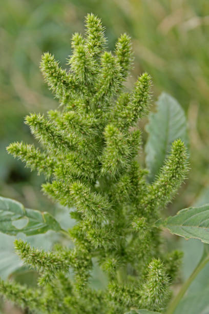 amaranthus cruentus - amaranthus cruentus zdjęcia i obrazy z banku zdjęć