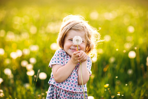 Adorable cute little baby girl blowing on a dandelion flower on the nature in the summer. Happy healthy beautiful toddler child with blowball, having fun. Bright sunset light, active kid.