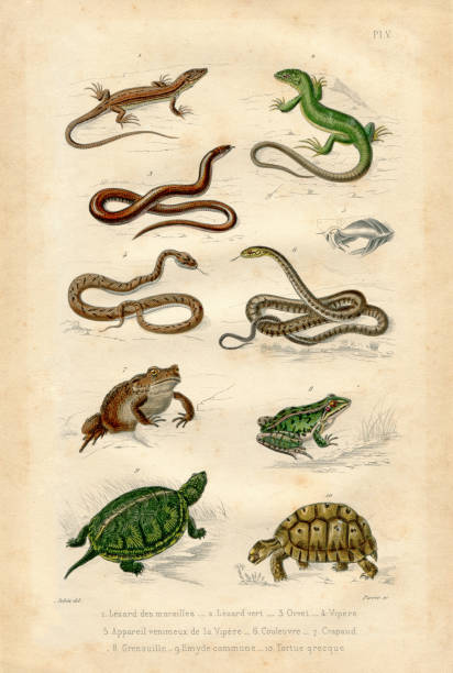 Reptile Antique french collection illustration with paper texture Vintage etching print from old book with french text amphibian illustrations stock illustrations