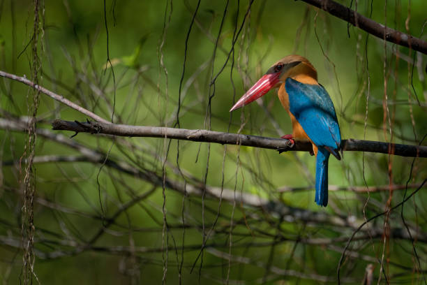 аист-билль kingfisher - pelargopsis capensis на ветке, является дерево зимородок распространяется в тропическом индийском субконтиненте и юго-восточной а - giant perch стоковые фото и изображения