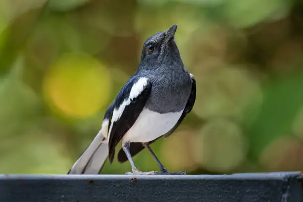 Photo of Oriental Magpie-Robin - Copsychus saularis small passerine bird that was formerly classed as a member of the thrush family Turdidae, but now considered an Old World flycatcher