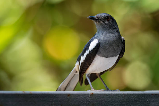 Oriental Magpie-Robin - Copsychus saularis small passerine bird that was formerly classed as a member of the thrush family Turdidae, but now considered an Old World flycatcher Oriental Magpie-Robin - Copsychus saularis small passerine bird that was formerly classed as a member of the thrush family Turdidae, but now considered an Old World flycatcher oriental magpie robin bird copsychus saularis perching on a branch stock pictures, royalty-free photos & images