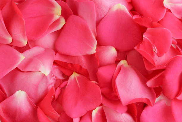 istock Flowers background. Red pink roses petals close up full frame background, texture. Top view. Copy space 1156415577