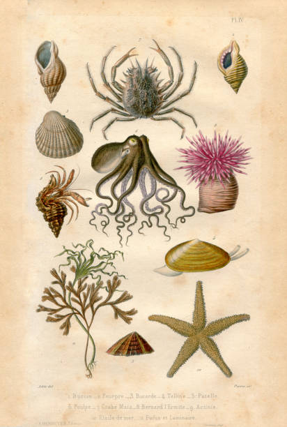 kağıt doku ile deniz yaratık koleksiyonu antika fransız illüstrasyon - seashell illüstrasyonlar stock illustrations