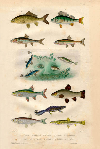 bildbanksillustrationer, clip art samt tecknat material och ikoner med sötvatten fisk samling antik fransk botanisk illustration med papper textur - freshwater