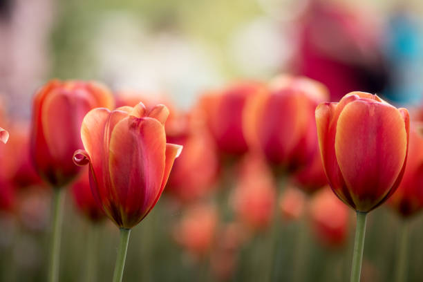 istock Blooming red tulips with buds growing in the garden. 1156415863