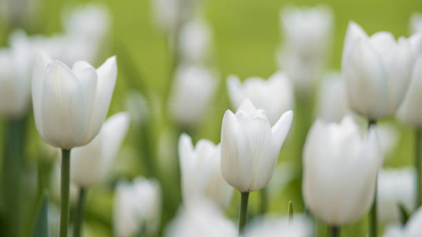 istock Blooming white tulips with buds growing in the garden. 1156415920