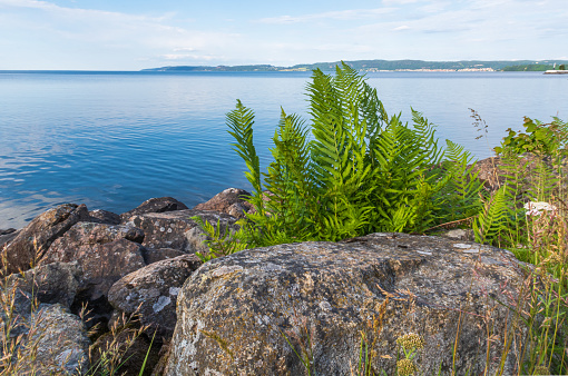 Lake Vättern with a bunch of fragile green fern leaves in the foreground