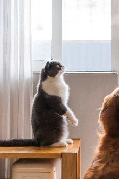 istock Cute british shorthair cat sitting on the table 1156416402
