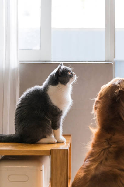 istock Cute british shorthair cat sitting on the table 1156416403