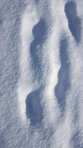 Prints in the snow