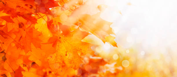 istock Autumn natural background with orange maple leaves, fall bright landscape, banner, place for text 1156418304
