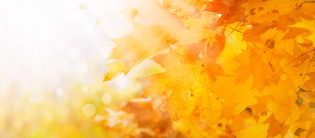 istock Autumn natural background with orange maple leaves, fall bright landscape, banner, place for text 1156418306