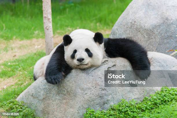 Photo libre de droit de Panda Ours banque d'images et plus d'images libres de droit de Panda - Mammifère terrestre - Panda - Mammifère terrestre, Mignon, Relaxation